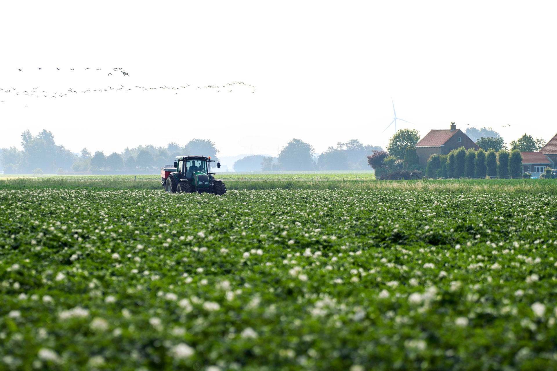 Aardappelveld 