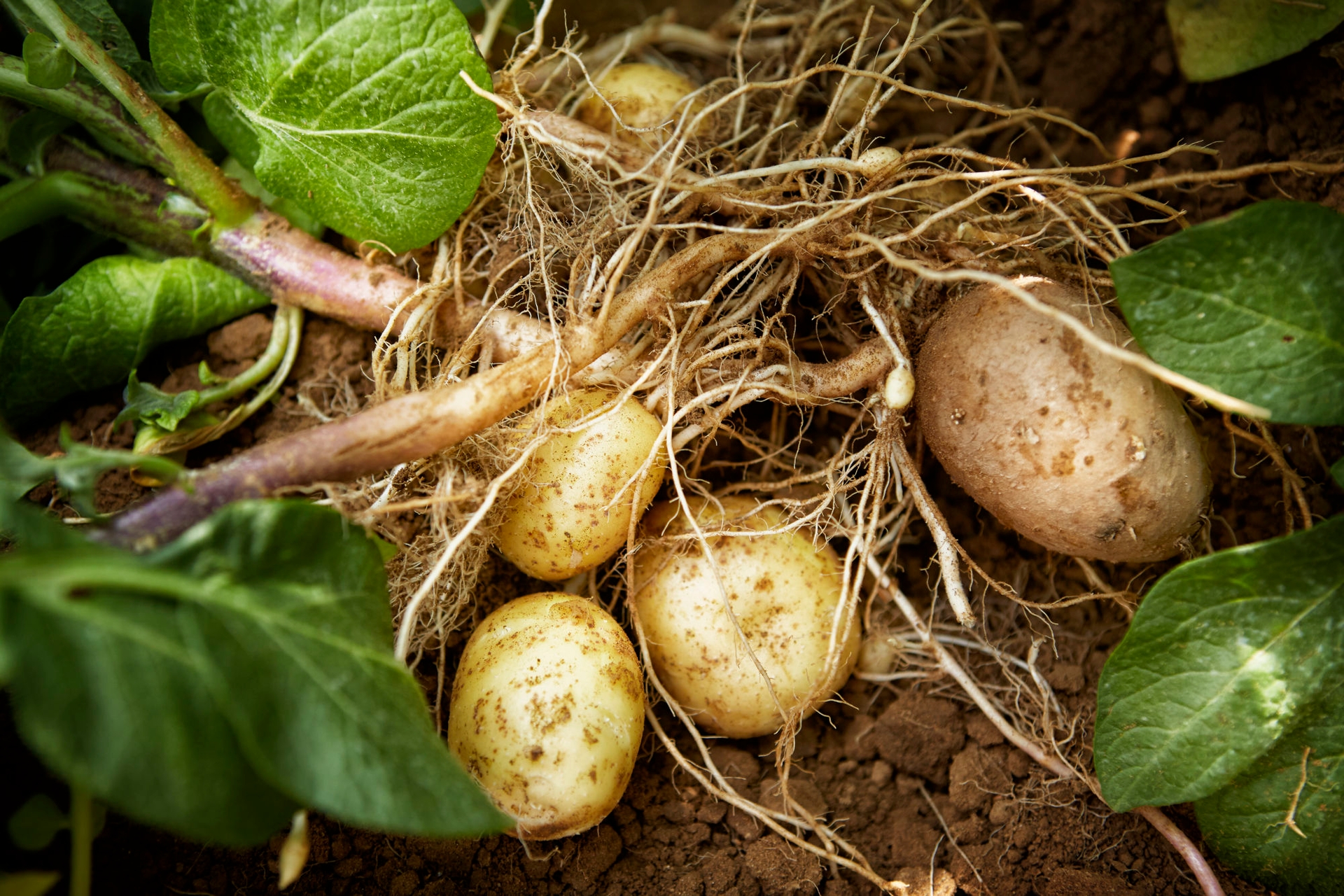aardappelplant